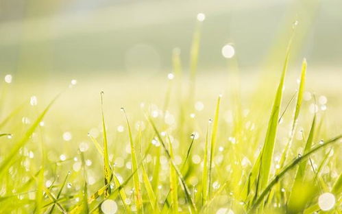 哪个星座桃花蕞多，桃花盛开的星座是哪一个？