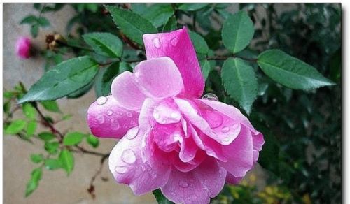 桃花盛开，姻缘美满？2026年属鼠人10月运势如何？