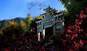 第四站：茶山竹海的惊天黑幕