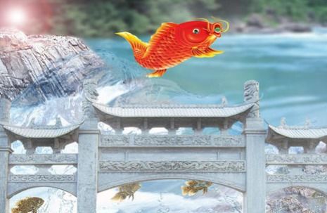 鲤鱼跃龙门？我看是鲤鱼投河自尽！