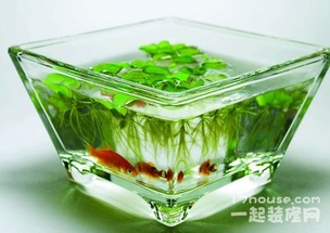 跟鱼缸有关的风水物品,鱼缸与风水禁忌