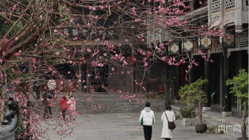 1. 穿越时间段隧道：梅花最嗨的日子