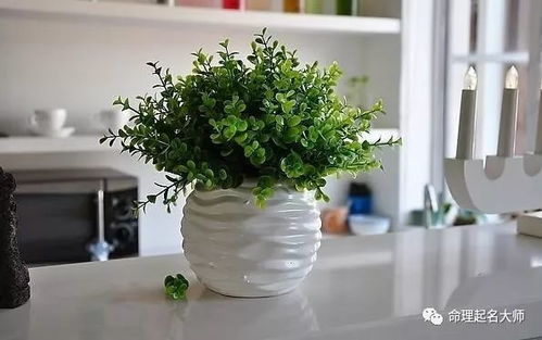 室内风水绿植有哪些,室内绿植大全风水书