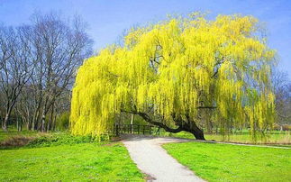 那棵让人又爱又恨的破柳树