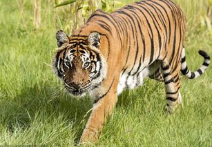 每月属虎人的运势分别如何？