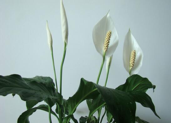 什么花可依带来好风水,什么花可依带来好风水