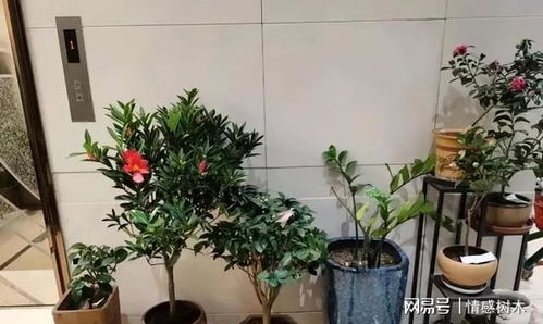 楼道摆放什么盆栽,小区楼道里摆放植物风水