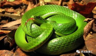 2026年蛇生肖运势大揭秘！