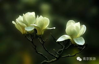 2. 木兰花：高洁的象征