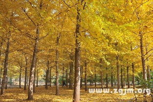 1、先说起名叫“银杏树”的较大戏本身