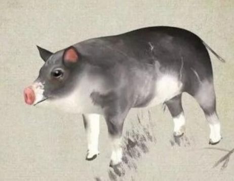 属猪2026年感情运势如何，第三段感情会怎样发展？