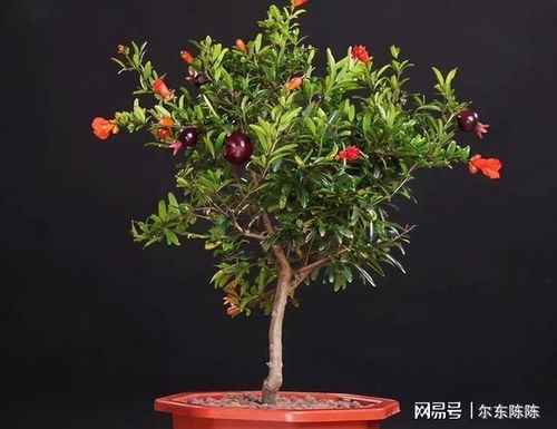家里阳台种石榴盆栽风水好吗,家里阳台种石榴盆栽风水好吗