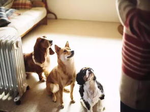 四、 情感爆炸——当理性碰撞迷信