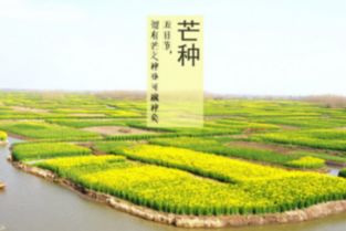 芒种习俗：传统活动盘点，芒种风俗亮点纷呈