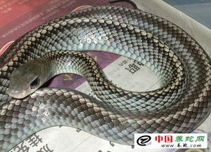 话说这“犯太岁”是何方神圣？