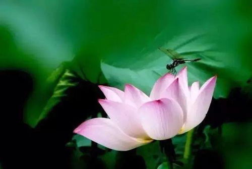 梦境花开之迷：一场永无休止的闹剧