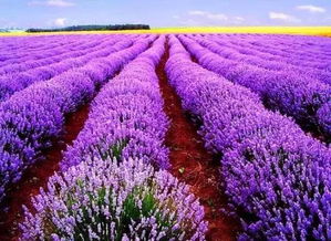 当紫色遇上黄历：2026年运势大解析