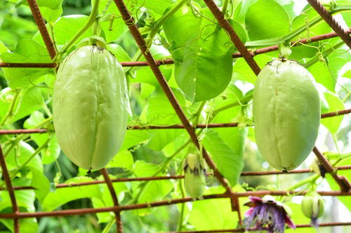 无花果在院子里种植是否符合风水要求？