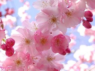 2026年运势如何？如何让我的桃花运在2026年变得旺盛？