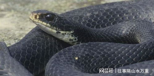 梦见蛇在身上爬来爬去，黑色小蛇爬身是何预兆？