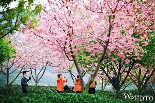 3.3 樱花大道：浪漫得一塌糊涂