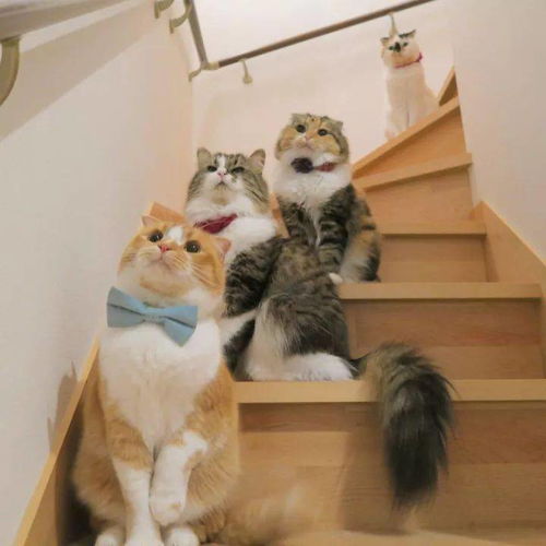 家里养三只猫的风水如何？家里养四只猫会有哪些风水征兆？