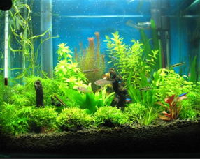 南方鱼缸养什么好风水,南方养鱼Neng养什么鱼