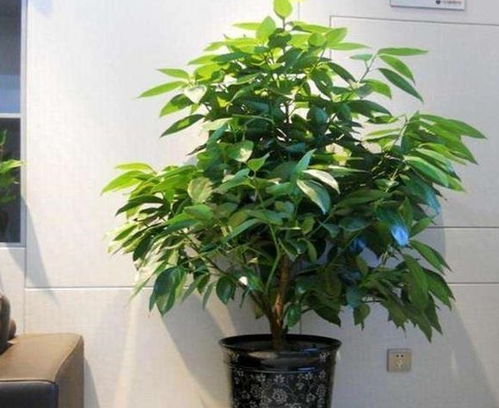 店铺绿植风水讲究吗,店铺放绿植的风水禁忌