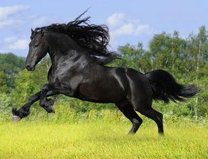 女大师八字算命视频里，马配什么意思？