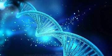 生肖与镜子的秘密：谁最怕碎镜子？
