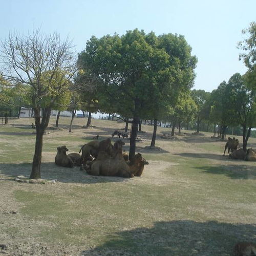 上海野生动物园 – 跳脱天然与城区之间