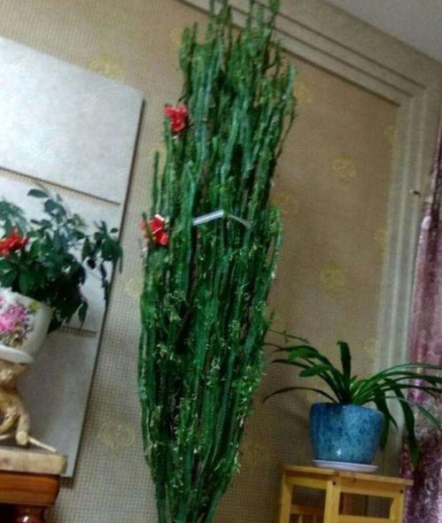 C. 蝴蝶兰与生肖对应攻略（混搭版）