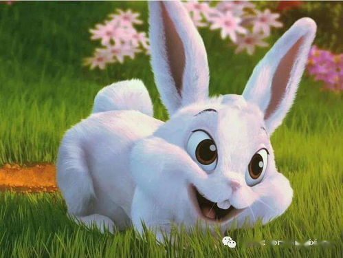 兔兔の恋爱魔法！单身必看！