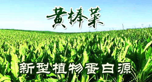“二月怕初七”与“二月怕初八”