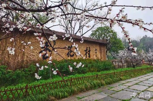 千年诗村变味记：杜牧棺材板要压不住了