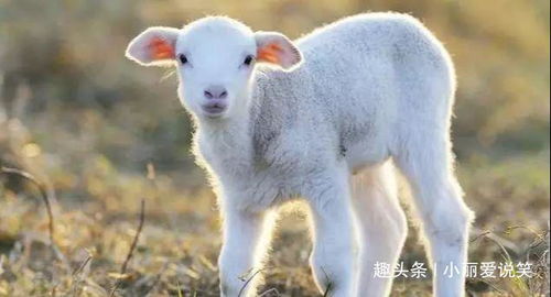 属羊人的职业发展：方向选择很重要