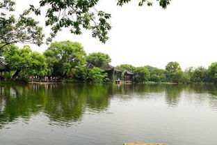 柳树：西湖的头发