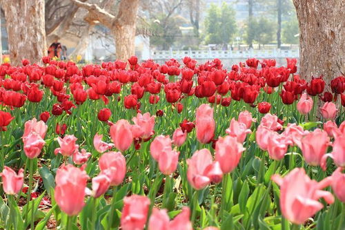 郁金香的海洋：网红打卡必备