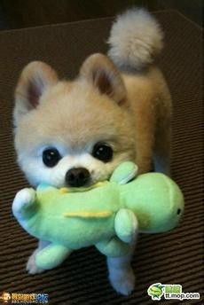 有没有什么既带财气又带福气的狗名字推荐呢？