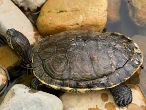 家里养乌龟有什么讲究有什么忌讳,家里养乌龟有什么讲究有什么忌讳