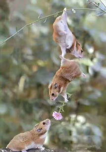 松鼠有何深层寓意及象征意义？