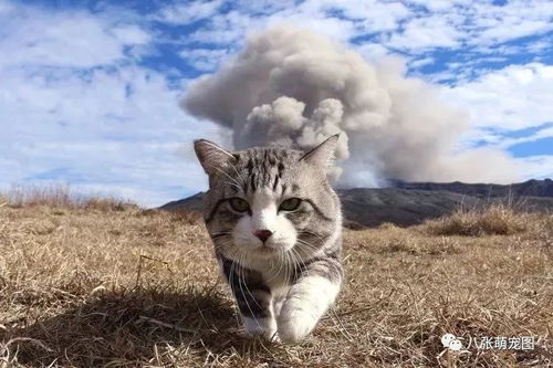 公司里养猫是否吉利，猫被压死预示着好运还是厄运？