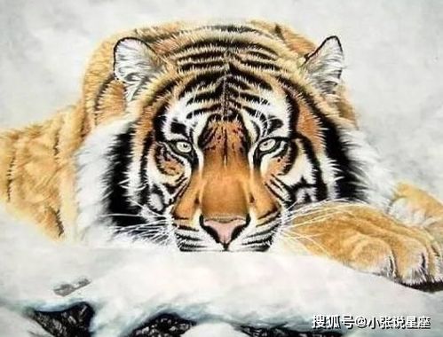 2026年属虎5月运势和全年运势分别如何？