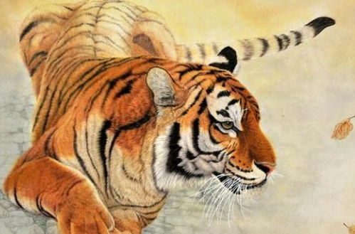 属虎男性26岁和明年运势分别如何？