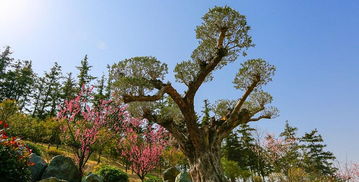 二、 免费入园攻略（较大杂烩版）(无厘头)