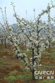 血淋淋的真相大揭秘