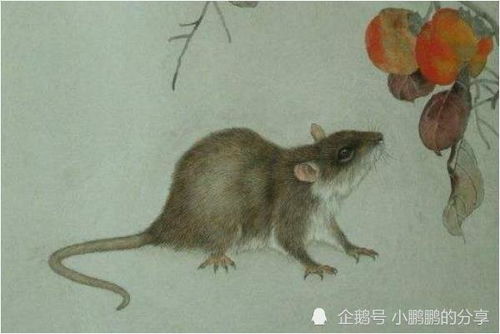 请问哪些年份出生的人属鼠？