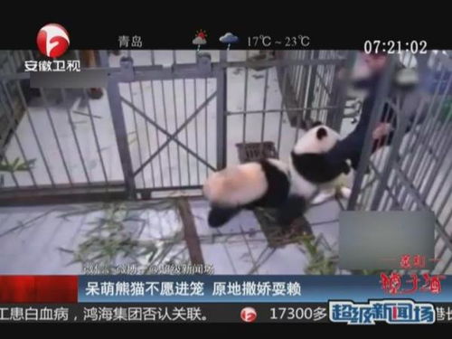 实拍熊猫日常， 萌宝时光之旅