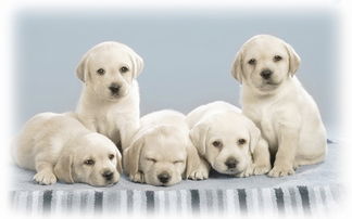 小狗骨灰处理风水,小狗骨灰放家里有忌讳吗