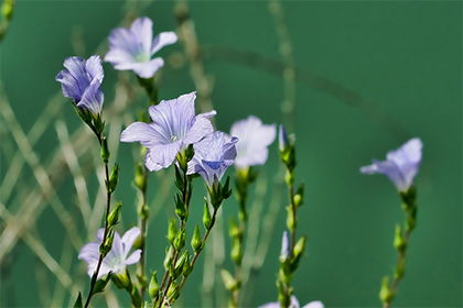 黄道吉日是啥？为啥要堪黄道吉日？